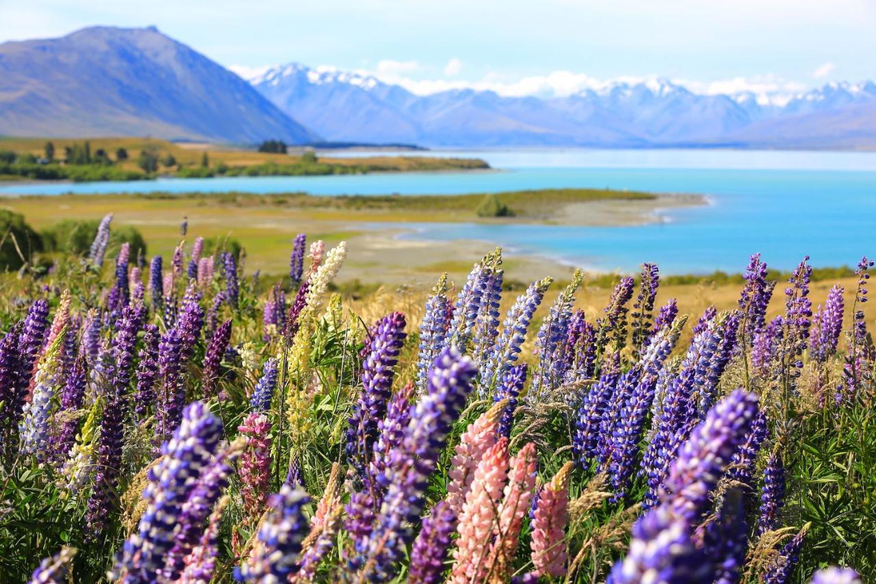 Galaxy Boutique Hotel Lake Tekapo Exterior foto Lupine flowers at Lake Tekapo